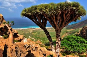 socotra11